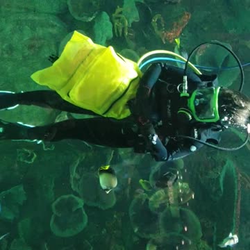 Marine Biologist Q&A inside a fish tank