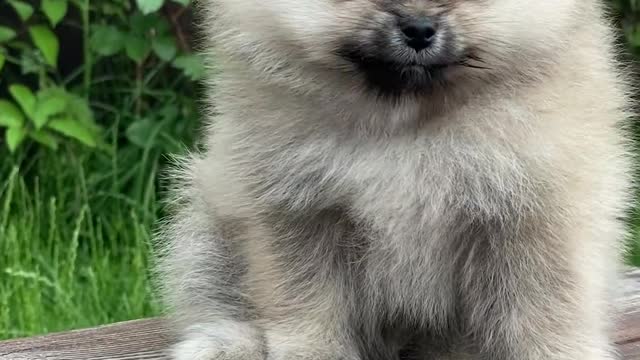 Cute Puppy on a bench