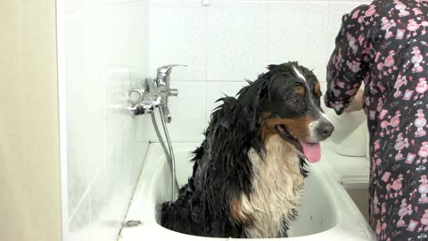 Bernese mountain dog being bathed. Cute big dog in bathtub. Why do dogs like water