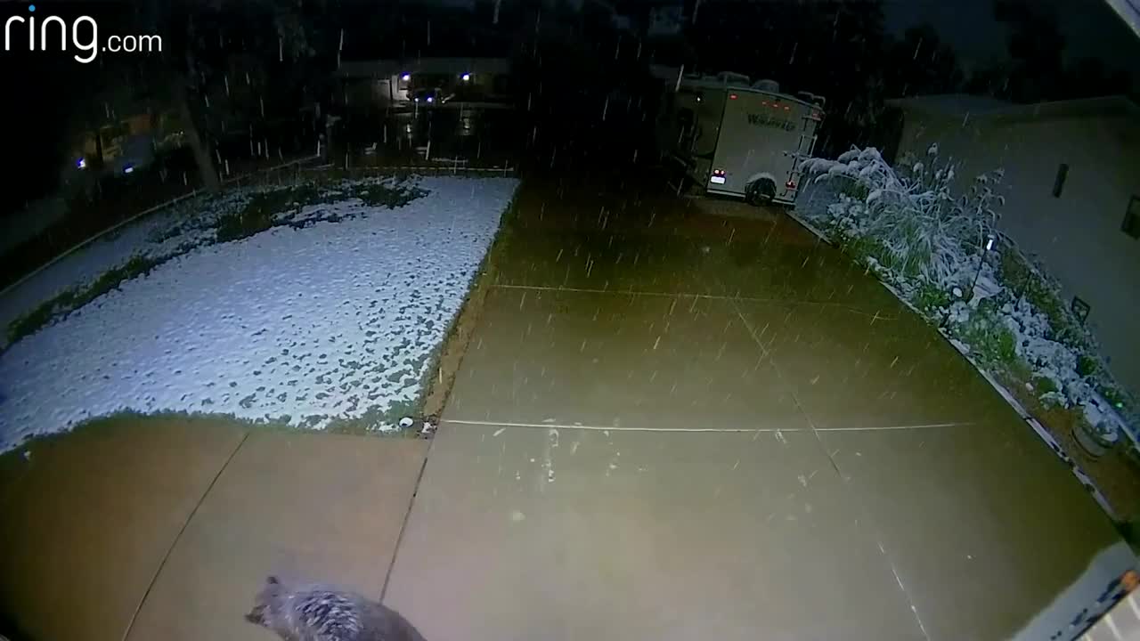 Catching Snow Isn't Just For Humans Cam Catches Cute Guests Enjoying The Snow