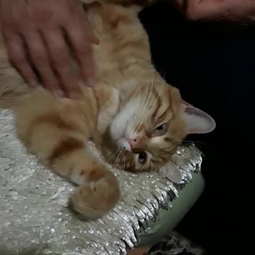 This Cat Loves Getting A Massage Before Bedtime!