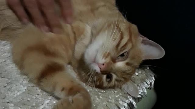 This Cat Loves Getting A Massage Before Bedtime!