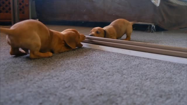 Funny Dog Playing with Mirror