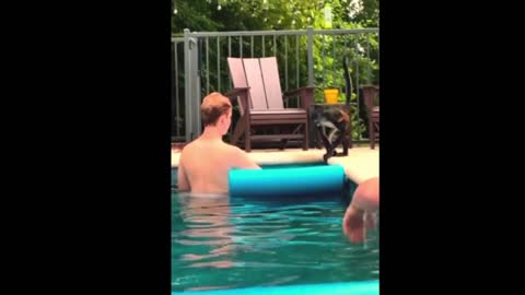 This sweet spider monkey tries to get into the pool and hang out with its