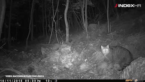 Europska divlja mačka u Nacionalnom parku Paklenica.