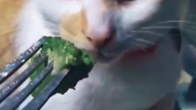 Funniest animals - best of the 2022 funny animal videos