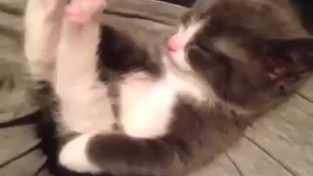 Cute Cat Raises Legs Vine by Animals