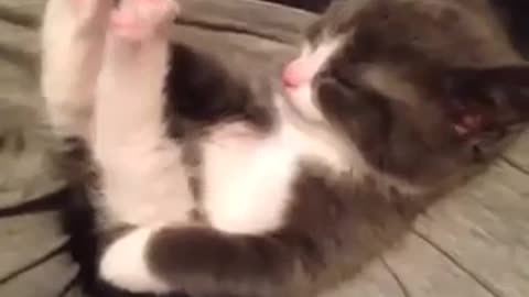 Cute Cat Raises Legs Vine by Animals