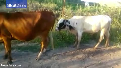 Bull attempts to mate - and fails miserably