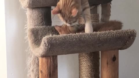 Kitten Vs Cat