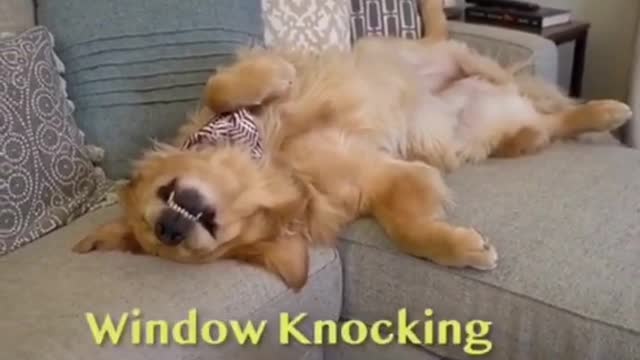 Guard Dog test for home security