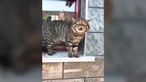 This cute cat can speak better than Human
