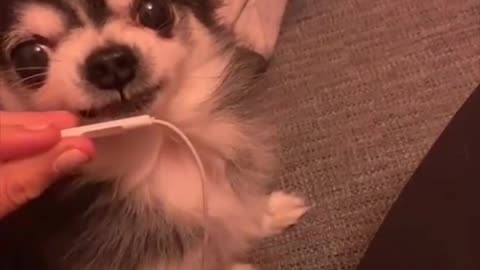 Dog funny viral #1