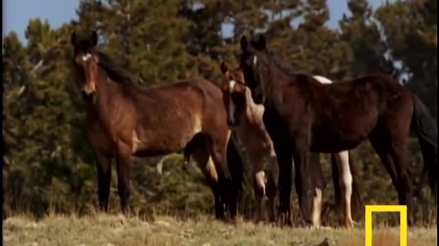 Wild Horses Kick Butt