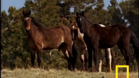 Wild Horses Kick Butt