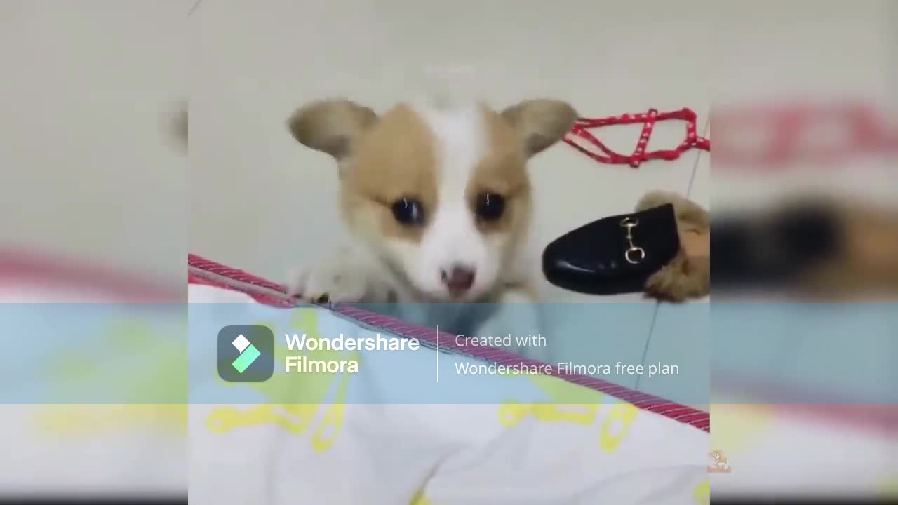 funny dog videosπ₯ππ₯πππππ€©π€©ππ€©πππ₯πππ€©ππ€©