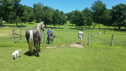 Curious horse watching a kite fly