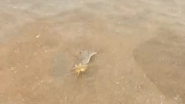 Dog playing funny video on the beach