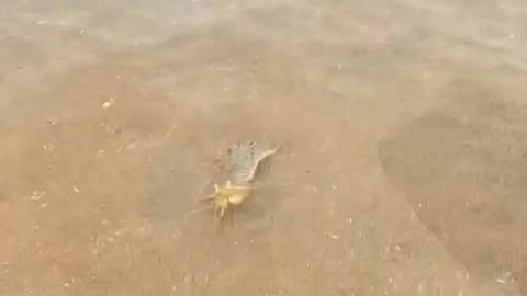 Dog playing funny video on the beach