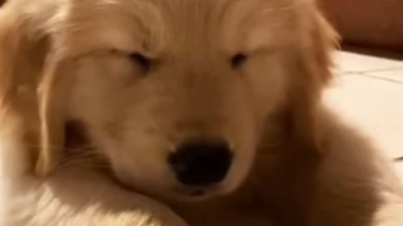 Sleepy cute puppy