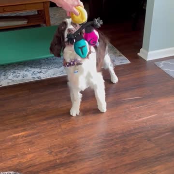 Bark Box Day!! Springer Spaniel Confused By Xmas Light Tug Of War Toy #dogshorts #shortsviral