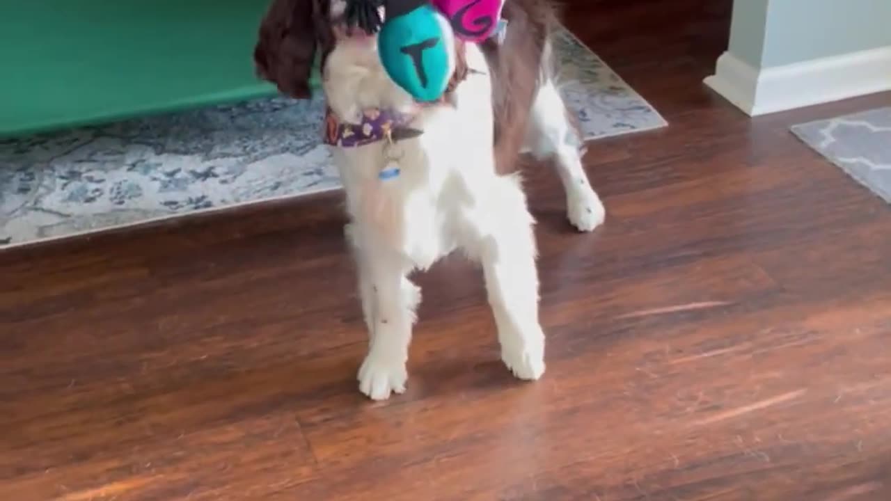 Bark Box Day!! Springer Spaniel Confused By Xmas Light Tug Of War Toy #dogshorts #shortsviral