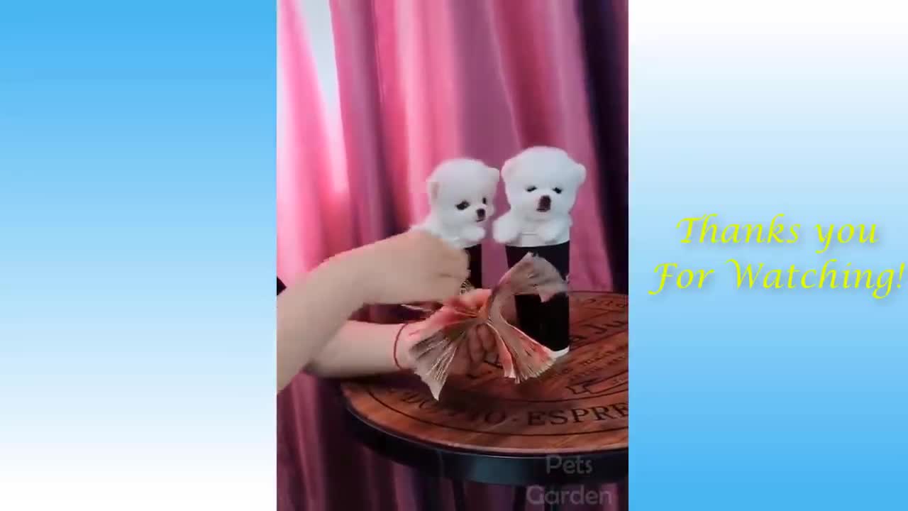 Cute Pets And Funny Animals Compilation 01