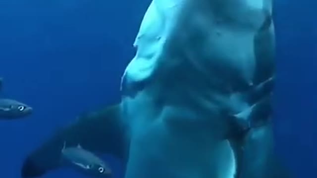 Great white shark