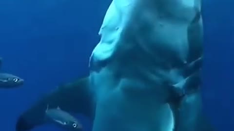 Great white shark