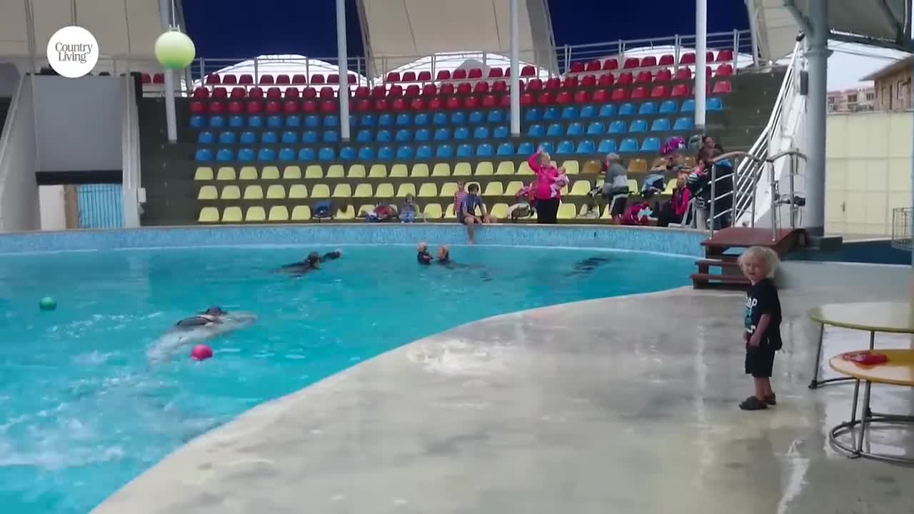 Adorable toddler and a dolphin play game