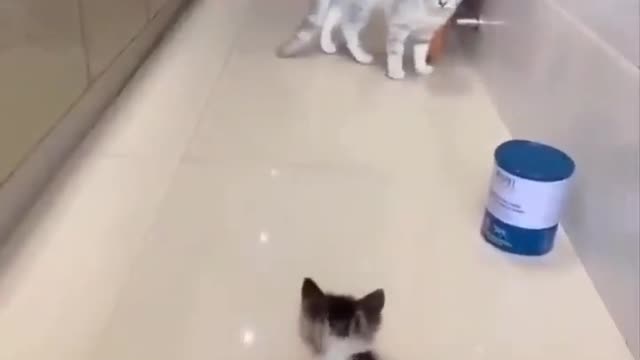 Kitten VS Big Cat