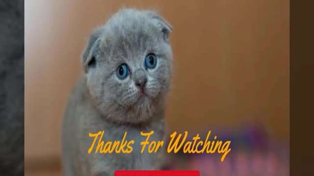 Funniest pet videos compilation 🤣 will make you | Cutest Pets