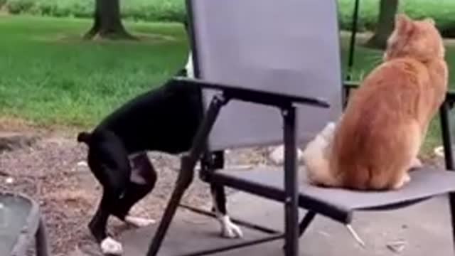 Dog pushes cat out of chair funny animals