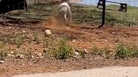 1Best of these amazing funny animals 2022