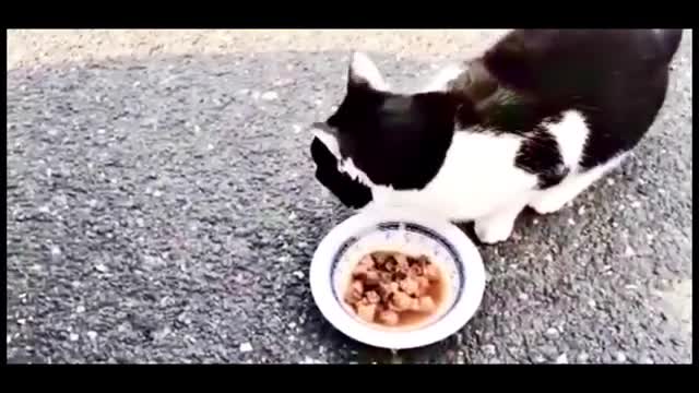 Cats are eating