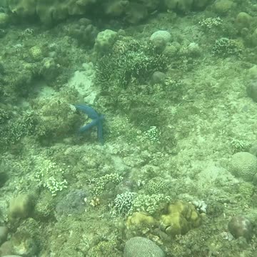 A Morning Snorkeling Adventure