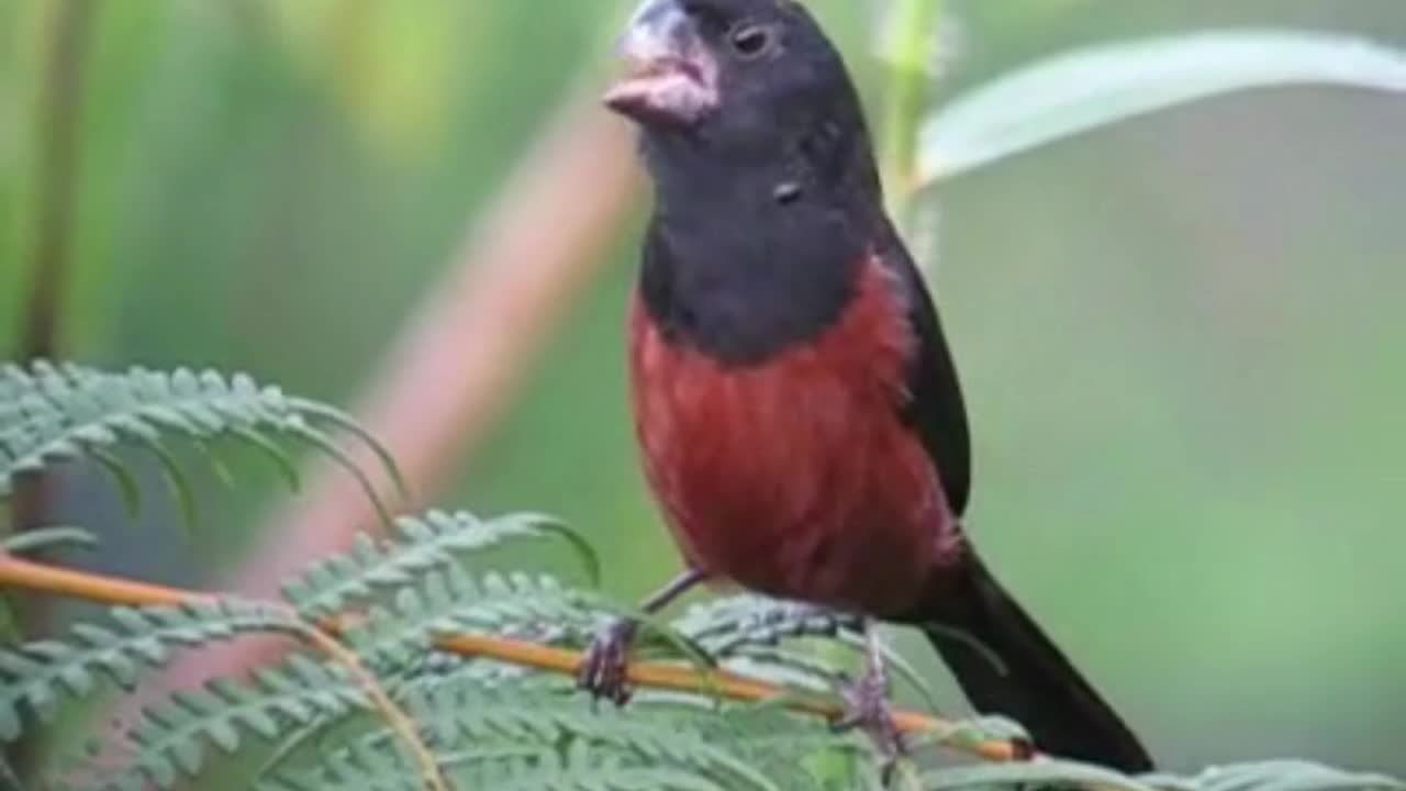 Curium bird singing loose in nature.