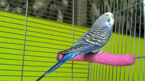 Singing Budgie - Happy Song _ Most Beautiful Budgie Songs Ever