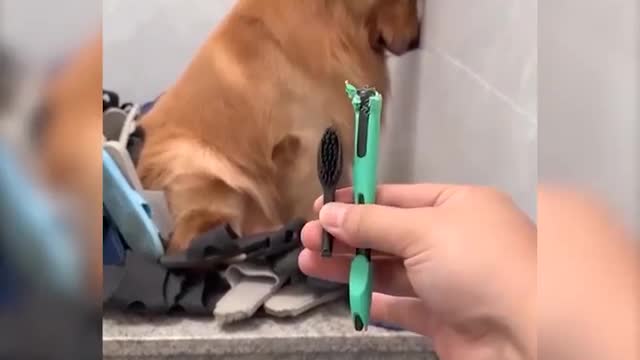 Dog funny video🤣🤣