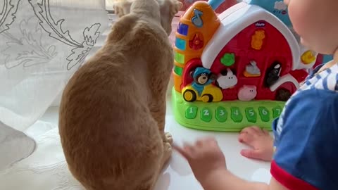 a-cute-baby-playing-with-his-toys-and-cat