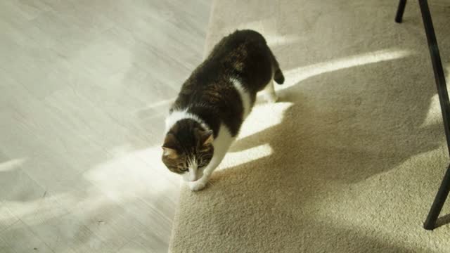 Cat walking on carpet in living room. Domestic animal at home top view