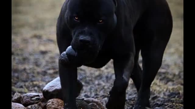 Amazing transformation of Pitbull dog 🔥🔥🔥