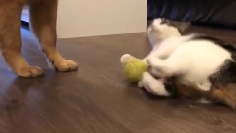 Dog and cat play with tennis ball💓