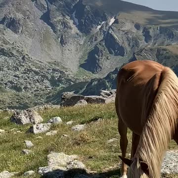 Horses Grazing the Beautiful Mountain 2021