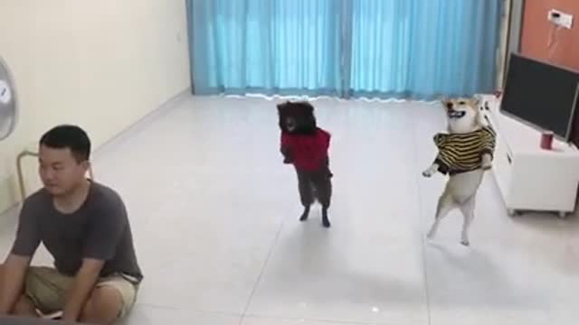 Baby Cats - Cute and Funny Cat Videos Compilation #14 | Aww Animals
