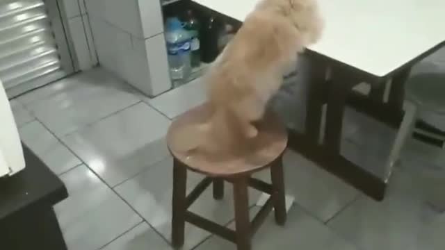 Cat eating at the table