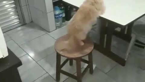 Cat eating at the table