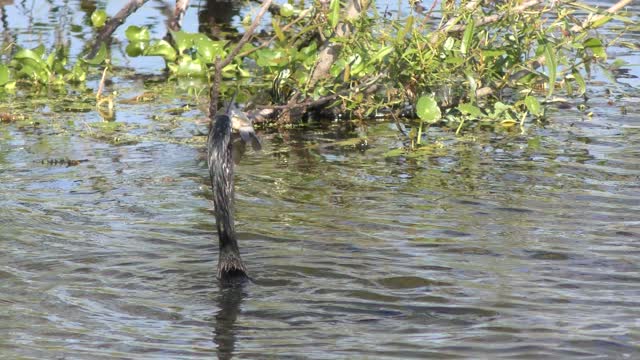 Anhinga swallows a large fish