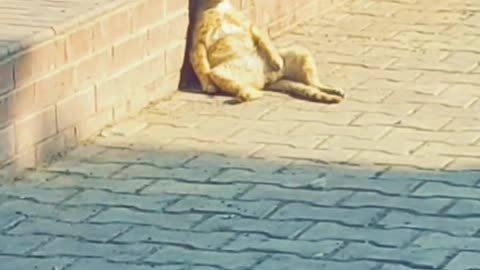 A cat drinks weed in the street