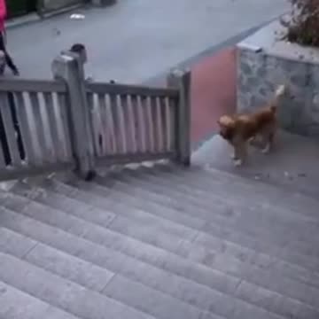 Animals pet dog bird funny #funnyanimal#funnypet